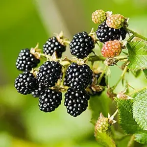 Blackberry Seeds - Rubus Fruticosus - 100Pcs Perennial Non-GMO Sweet Juicy Fruit Heat Tolerant Fast-Growing Home Garden Plant