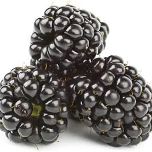 Blackberry Seeds - Rubus Fruticosus - 100Pcs Perennial Non-GMO Sweet Juicy Fruit Heat Tolerant Fast-Growing Home Garden Plant