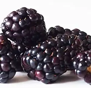 Blackberry Seeds - Rubus Fruticosus - 100Pcs Perennial Non-GMO Sweet Juicy Fruit Heat Tolerant Fast-Growing Home Garden Plant
