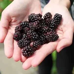 Blackberry Seeds - Rubus Fruticosus - 100Pcs Perennial Non-GMO Sweet Juicy Fruit Heat Tolerant Fast-Growing Home Garden Plant