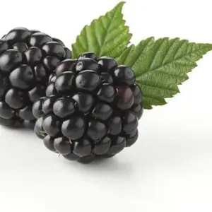 Blackberry Seeds - Rubus Fruticosus - 100Pcs Perennial Non-GMO Sweet Juicy Fruit Heat Tolerant Fast-Growing Home Garden Plant