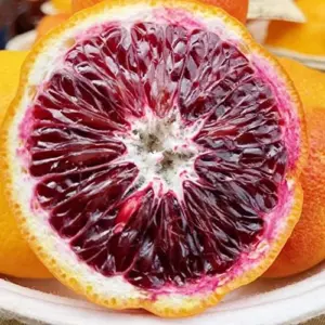 Blood Orange Tree Seeds - Fast Growing, Vitamin C Rich, Juicy Fruit - GMO Free - Indoor/Outdoor Patio & Container Planting - 20 Pcs