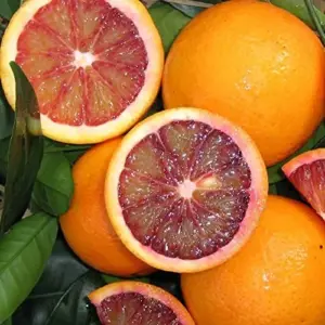 Blood Orange Tree Seeds - Fast Growing, Vitamin C Rich, Juicy Fruit - GMO Free - Indoor/Outdoor Patio & Container Planting - 20 Pcs