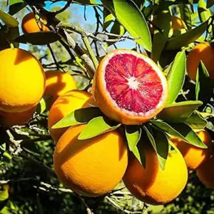Blood Orange Tree Seeds - Fast Growing, Vitamin C Rich, Juicy Fruit - GMO Free - Indoor/Outdoor Patio & Container Planting - 20 Pcs