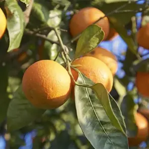 Blood Orange Tree Seeds - Fast Growing, Vitamin C Rich, Juicy Fruit - GMO Free - Indoor/Outdoor Patio & Container Planting - 20 Pcs