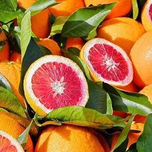 Blood Orange Tree Seeds - Fast Growing, Vitamin C Rich, Juicy Fruit - GMO Free - Indoor/Outdoor Patio & Container Planting - 20 Pcs