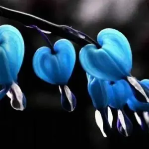 Blue Bleeding Heart Seeds 25 Count Perennial Shade Garden Flowers