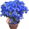 Blue Bougainvillea Seeds - 50 Pcs Vibrant Showy Bracts for Garden Fences & Trellises, Tropical Charm, Full Sun, GMO-Free