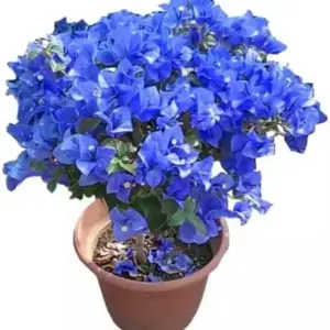 Blue Bougainvillea Seeds - 50 Pcs Vibrant Showy Bracts for Garden Fences & Trellises, Tropical Charm, Full Sun, GMO-Free
