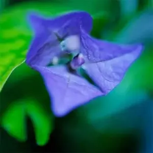 Blue Bougainvillea Seeds - 50 Pcs Vibrant Showy Bracts for Garden Fences & Trellises, Tropical Charm, Full Sun, GMO-Free