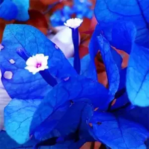 Blue Bougainvillea Seeds - 50 Pcs Vibrant Showy Bracts for Garden Fences & Trellises, Tropical Charm, Full Sun, GMO-Free