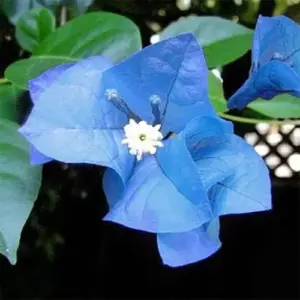 Blue Bougainvillea Seeds - 50 Pcs Vibrant Showy Bracts for Garden Fences & Trellises, Tropical Charm, Full Sun, GMO-Free