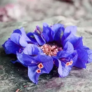 Blue Bougainvillea Seeds - 50 Pcs Vibrant Showy Bracts for Garden Fences & Trellises, Tropical Charm, Full Sun, GMO-Free