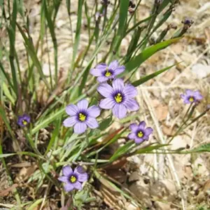 Blue-Eyed Grass Flower Seeds Perennial 50Pcs Outdoor Deer Resistant Ground Cover Blue-violet