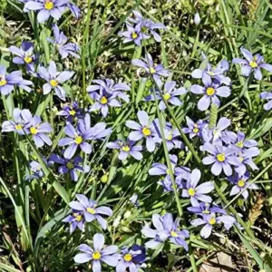 Blue-Eyed Grass Flower Seeds Perennial 50Pcs Outdoor Deer Resistant Ground Cover Blue-violet