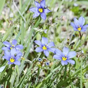 Blue-Eyed Grass Flower Seeds Perennial 50Pcs Outdoor Deer Resistant Ground Cover Blue-violet