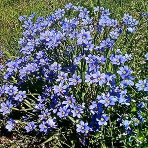 Blue-Eyed Grass Flower Seeds Perennial 50Pcs Outdoor Deer Resistant Ground Cover Blue-violet