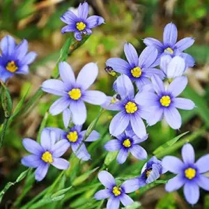 Blue-Eyed Grass Flower Seeds Perennial 50Pcs Outdoor Deer Resistant Ground Cover Blue-violet
