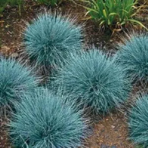Blue Fescue Ornamental Grass Seeds 50+ Perennial Festuca Drought Tolerant Blue Green