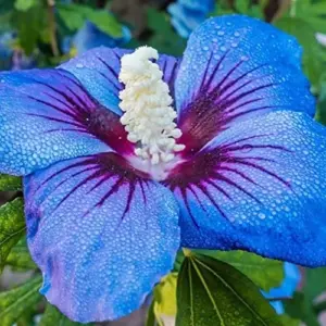 Blue Hibiscus Seeds - Perennial Non-GMO Hardy Fast-Growing Flower Seeds - 30 Count - Home Garden Plant Decor