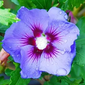 Blue Hibiscus Seeds - Perennial Non-GMO Hardy Fast-Growing Flower Seeds - 30 Count - Home Garden Plant Decor