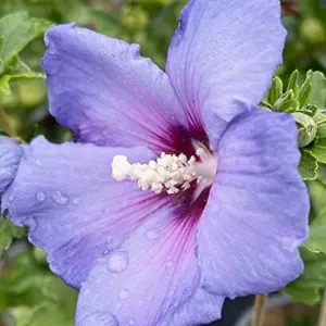 Blue Hibiscus Seeds - Perennial Non-GMO Hardy Fast-Growing Flower Seeds - 30 Count - Home Garden Plant Decor