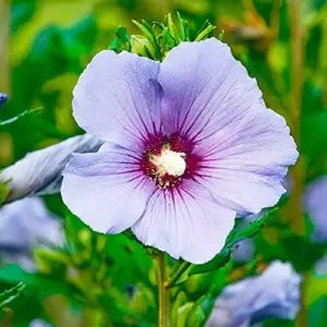 Blue Hibiscus Seeds - Perennial Non-GMO Hardy Fast-Growing Flower Seeds - 30 Count - Home Garden Plant Decor