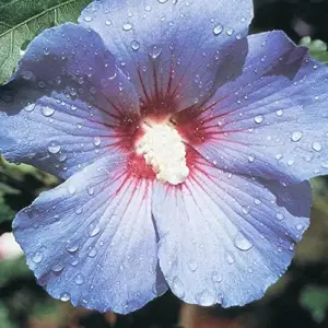 Blue Hibiscus Seeds - Perennial Non-GMO Hardy Fast-Growing Flower Seeds - 30 Count - Home Garden Plant Decor