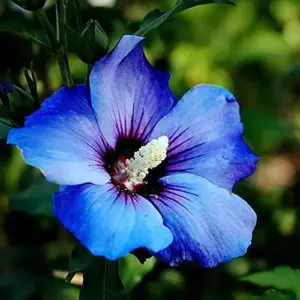 Blue Hibiscus Seeds - Perennial Non-GMO Hardy Fast-Growing Flower Seeds - 30 Count - Home Garden Plant Decor