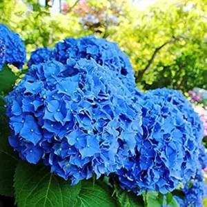 Blue Hydrangea Seeds 50Pcs Bigleaf Macrophylla Deciduous Shrub Rare Hardy Non-GMO Flower Seeds Garden Plant