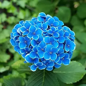 Blue Hydrangea Seeds 50Pcs Bigleaf Macrophylla Deciduous Shrub Rare Hardy Non-GMO Flower Seeds Garden Plant