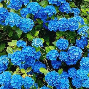 Blue Hydrangea Seeds 50Pcs Bigleaf Macrophylla Deciduous Shrub Rare Hardy Non-GMO Flower Seeds Garden Plant