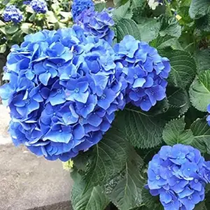 Blue Hydrangea Seeds 50Pcs Bigleaf Macrophylla Deciduous Shrub Rare Hardy Non-GMO Flower Seeds Garden Plant