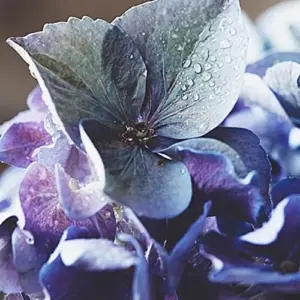 Blue Hydrangea Seeds 50Pcs Bigleaf Macrophylla Deciduous Shrub Rare Hardy Non-GMO Flower Seeds Garden Plant