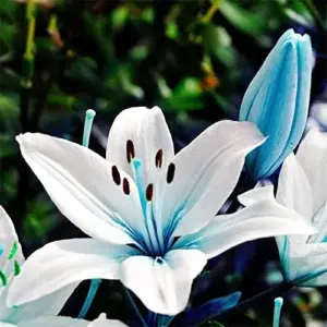 Blue Lily Seeds 50 Pcs - Rare Non-GMO Perennial Flower Seeds for Bonsai & Patio Gardens
