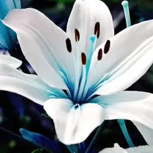 Blue Lily Seeds 50 Pcs - Rare Non-GMO Perennial Flower Seeds for Bonsai & Patio Gardens