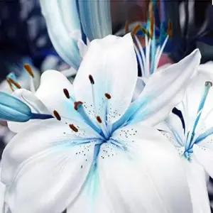 Blue Lily Seeds 50 Pcs - Rare Non-GMO Perennial Flower Seeds for Bonsai & Patio Gardens