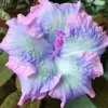 Blue Pink Purple Hibiscus Seeds Perennial Flower Seeds 20 Pcs Outdoor Low Maintenance