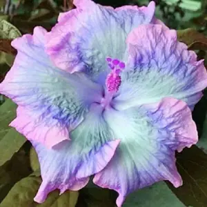 Blue Pink Purple Hibiscus Seeds Perennial Flower Seeds 20 Pcs Outdoor Low Maintenance