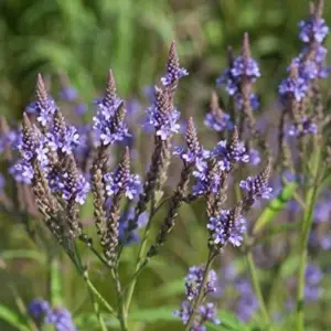Blue Vervain Seeds Verbena hastata 200 Count - Medicinal Herb Wildflower for Pollinators