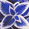 Blue-White Coleus Seeds 100-Count Annual Heat Tolerant Attracts Pollinators for Beds Borders Patio Containers