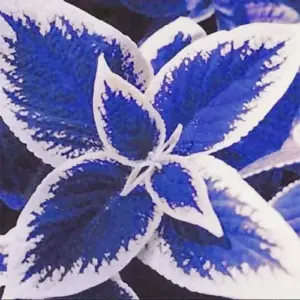 Blue-White Coleus Seeds 100-Count Annual Heat Tolerant Attracts Pollinators for Beds Borders Patio Containers
