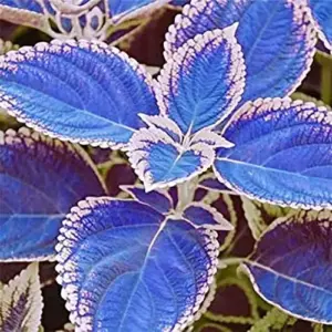 Blue-White Coleus Seeds 100-Count Annual Heat Tolerant Attracts Pollinators for Beds Borders Patio Containers