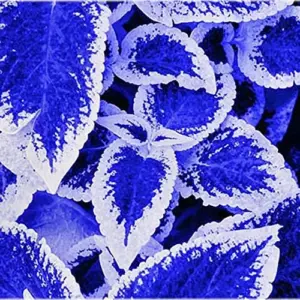 Blue-White Coleus Seeds 100-Count Annual Heat Tolerant Attracts Pollinators for Beds Borders Patio Containers