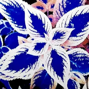 Blue-White Coleus Seeds 100-Count Annual Heat Tolerant Attracts Pollinators for Beds Borders Patio Containers