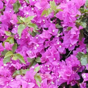 Bougainvillea Seeds Flower Seeds 50Pcs Mixed Colors Tropical Climber Vine Attracts Pollinators Low Maintenance Drought Tolerant