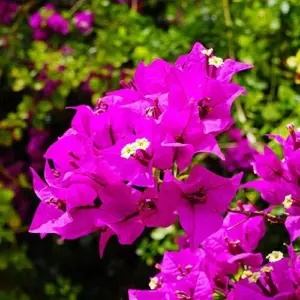 Bougainvillea Seeds Flower Seeds 50Pcs Mixed Colors Tropical Climber Vine Attracts Pollinators Low Maintenance Drought Tolerant