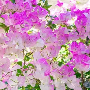 Bougainvillea Seeds Flower Seeds 50Pcs Mixed Colors Tropical Climber Vine Attracts Pollinators Low Maintenance Drought Tolerant