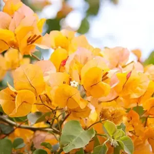 Bougainvillea Seeds Flower Seeds 50Pcs Mixed Colors Tropical Climber Vine Attracts Pollinators Low Maintenance Drought Tolerant