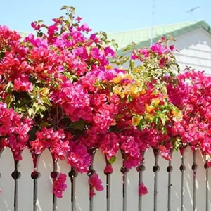 Bougainvillea Seeds Flower Seeds 50Pcs Mixed Colors Tropical Climber Vine Attracts Pollinators Low Maintenance Drought Tolerant